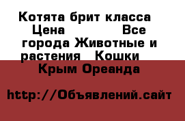 Котята брит класса › Цена ­ 20 000 - Все города Животные и растения » Кошки   . Крым,Ореанда